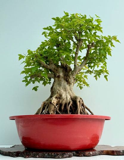 Mature Trident Maple Bonsai | Large Development Tree – 75cm