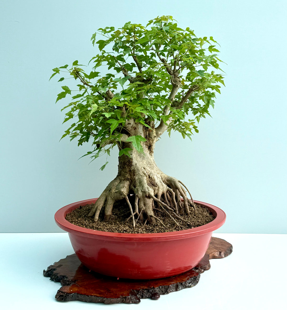 Mature Trident Maple Bonsai | Large Development Tree – 75cm