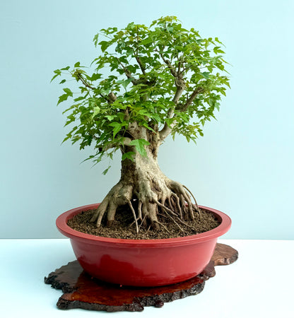 Mature Trident Maple Bonsai | Large Development Tree – 75cm