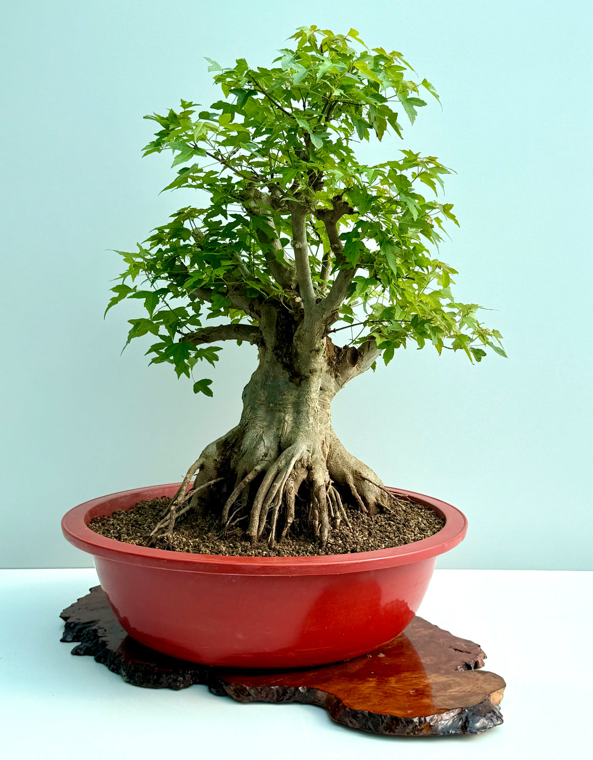 Mature Trident Maple Bonsai | Large Development Tree – 75cm