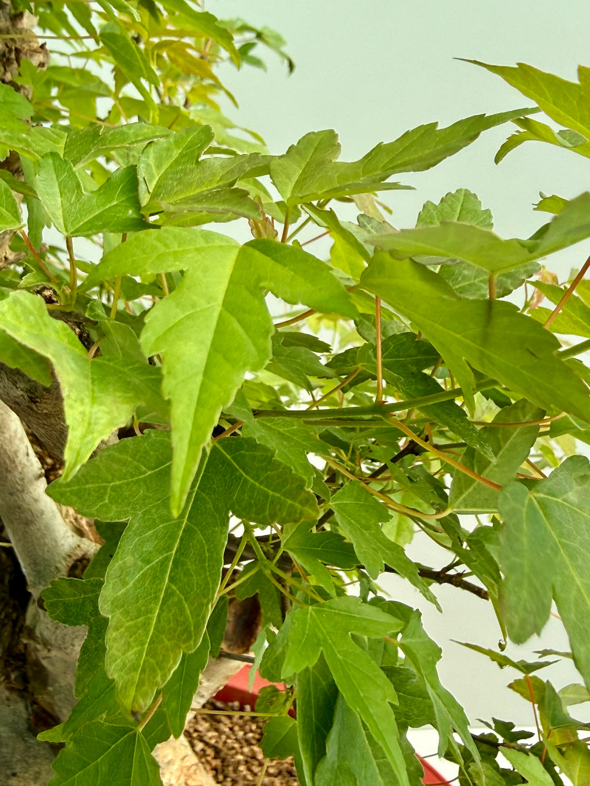 Mature Trident Maple Bonsai | Large Development Tree – 75cm