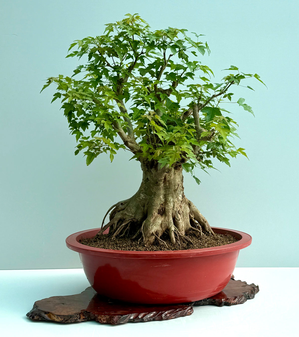 Mature Trident Maple Bonsai | Large Development Tree – 75cm