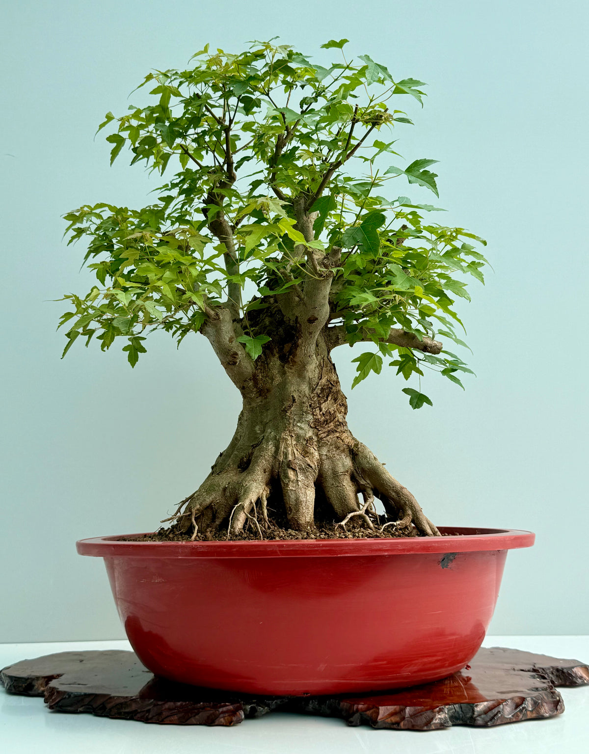 Mature Trident Maple Bonsai | Large Development Tree – 75cm