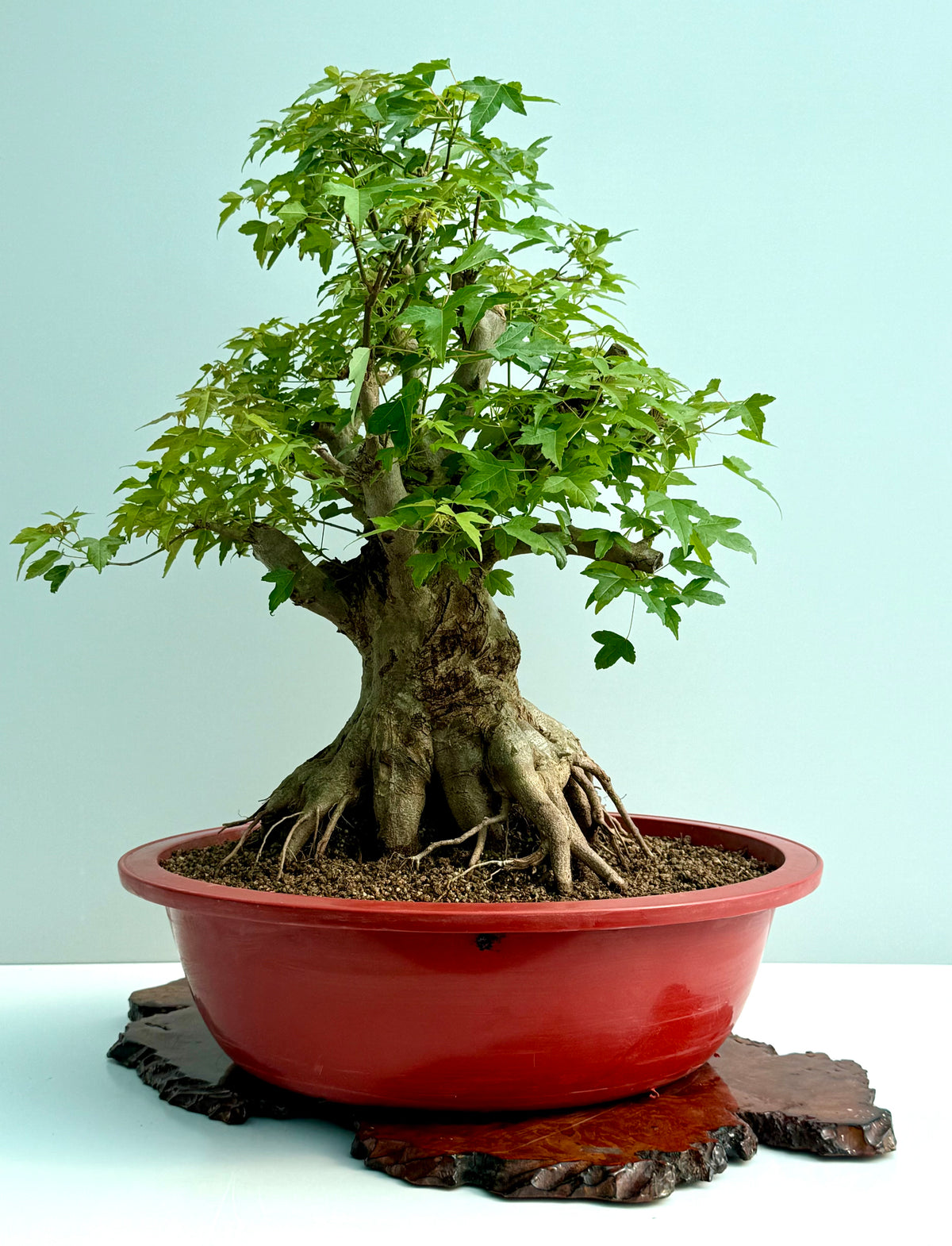 Mature Trident Maple Bonsai | Large Development Tree – 75cm