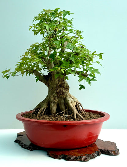Mature Trident Maple Bonsai | Large Development Tree – 75cm
