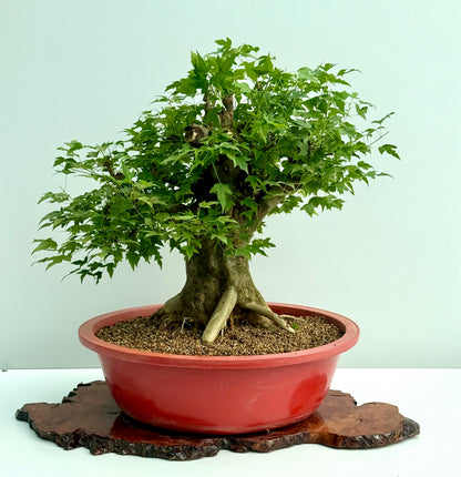 Mature Trident Maple Bonsai | Large Development Tree – 65 cm