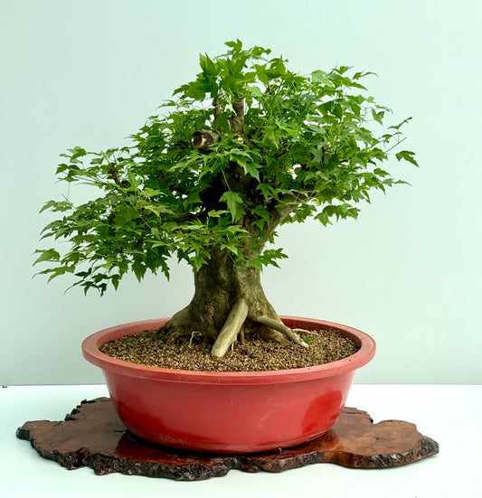 Mature Trident Maple Bonsai | Large Development Tree – 65 cm