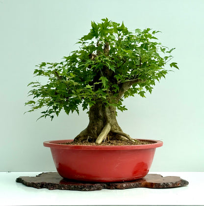 Mature Trident Maple Bonsai | Large Development Tree – 65 cm