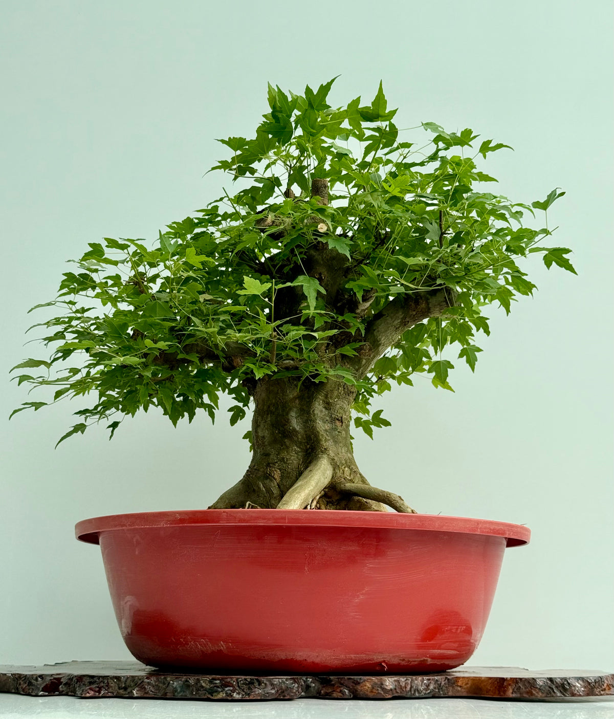 Mature Trident Maple Bonsai | Large Development Tree – 65 cm