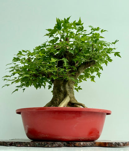 Mature Trident Maple Bonsai | Large Development Tree – 65 cm