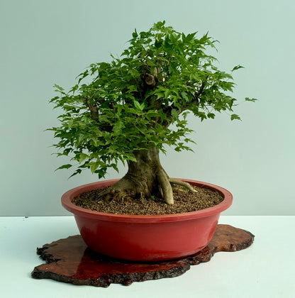 Mature Trident Maple Bonsai | Large Development Tree – 65 cm