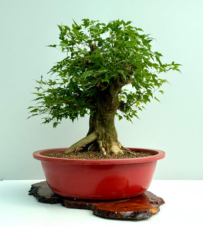 Mature Trident Maple Bonsai | Large Development Tree – 65 cm