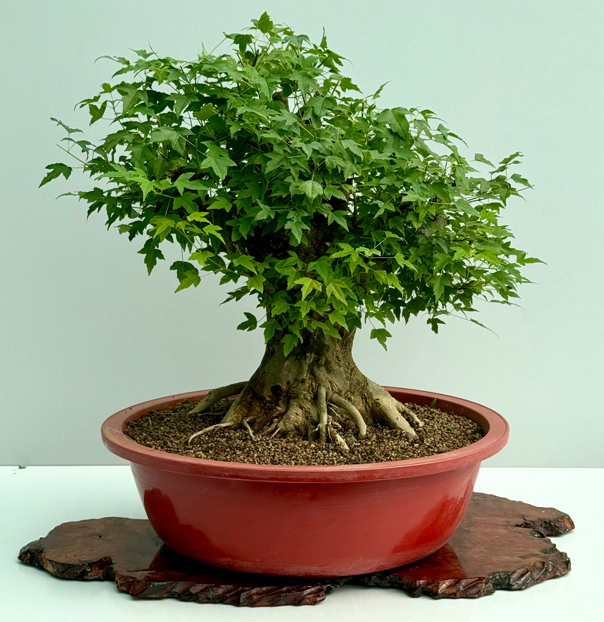 Mature Trident Maple Bonsai | Large Development Tree – 65 cm