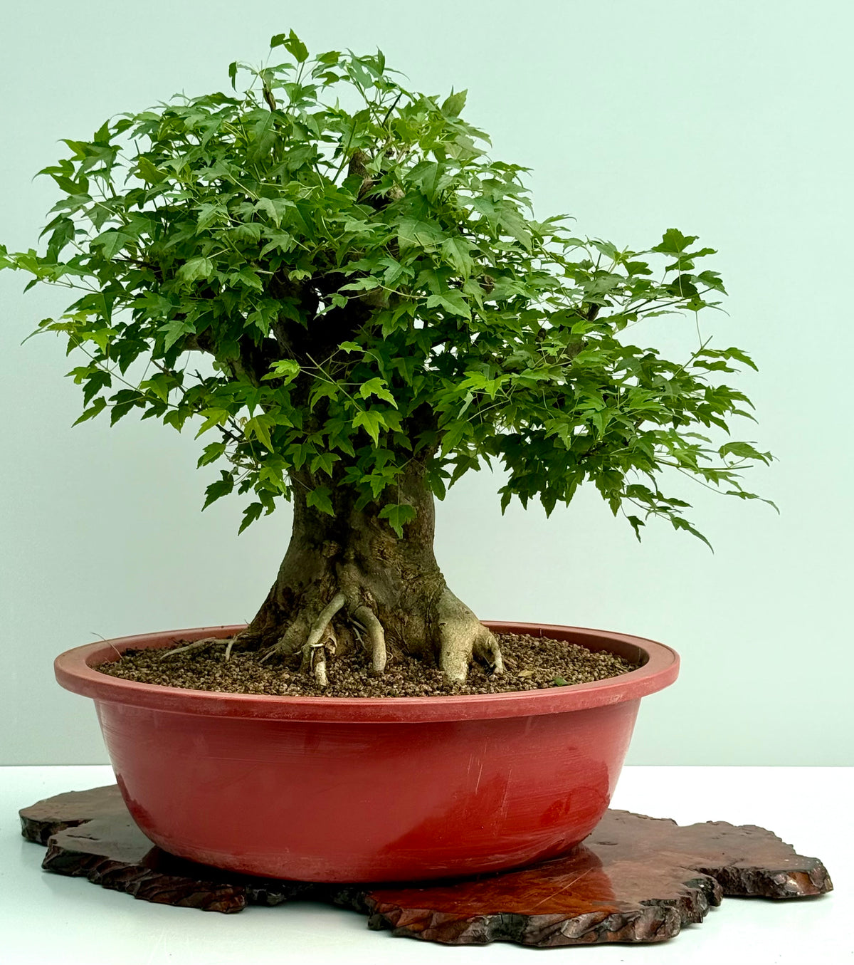 Mature Trident Maple Bonsai | Large Development Tree – 65 cm