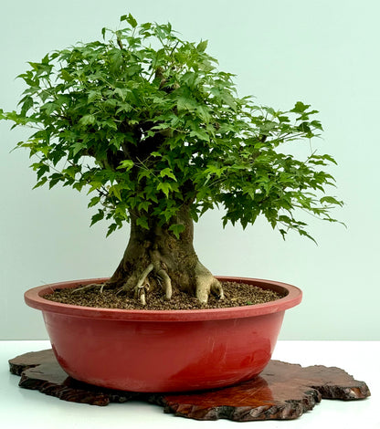 Mature Trident Maple Bonsai | Large Development Tree – 65 cm