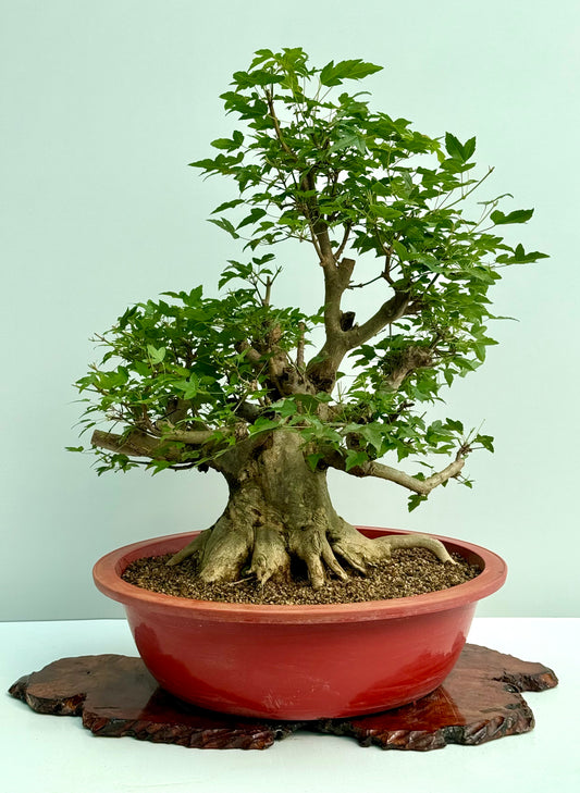 Mature Trident Maple Bonsai | Large Development Tree – 80 cm
