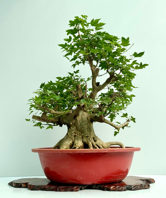 Mature Trident Maple Bonsai | Large Development Tree – 80 cm
