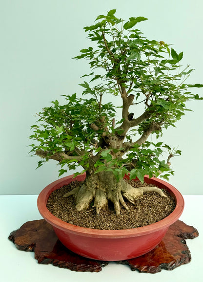 Mature Trident Maple Bonsai | Large Development Tree – 80 cm