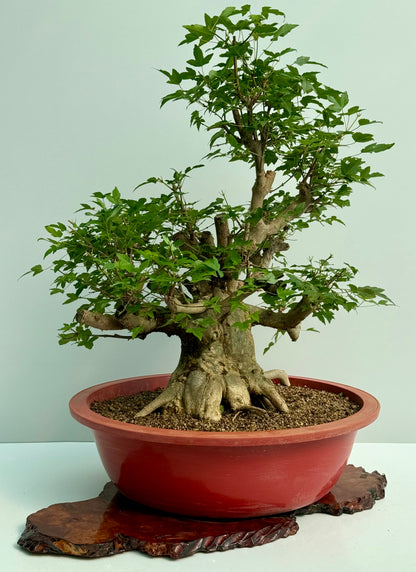 Mature Trident Maple Bonsai | Large Development Tree – 80 cm