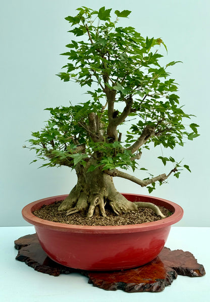 Mature Trident Maple Bonsai | Large Development Tree – 80 cm