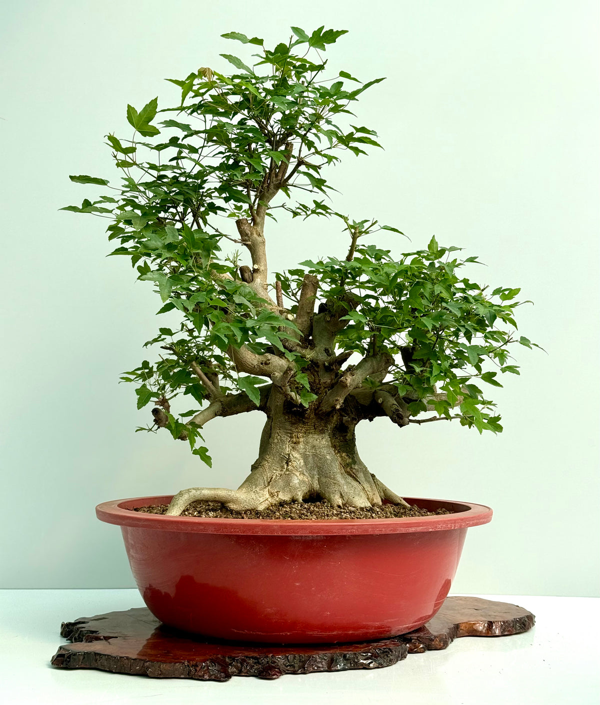 Mature Trident Maple Bonsai | Large Development Tree – 80 cm