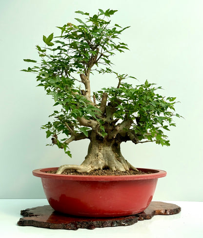 Mature Trident Maple Bonsai | Large Development Tree – 80 cm