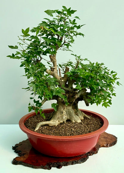Mature Trident Maple Bonsai | Large Development Tree – 80 cm