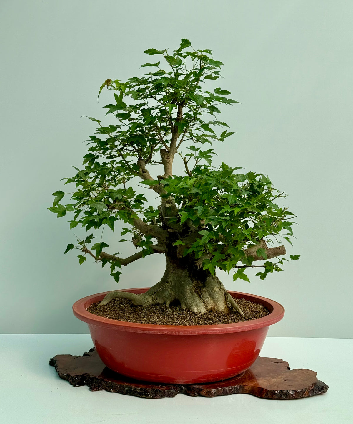 Mature Trident Maple Bonsai | Large Development Tree – 80 cm
