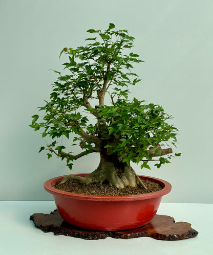 Mature Trident Maple Bonsai | Large Development Tree – 80 cm
