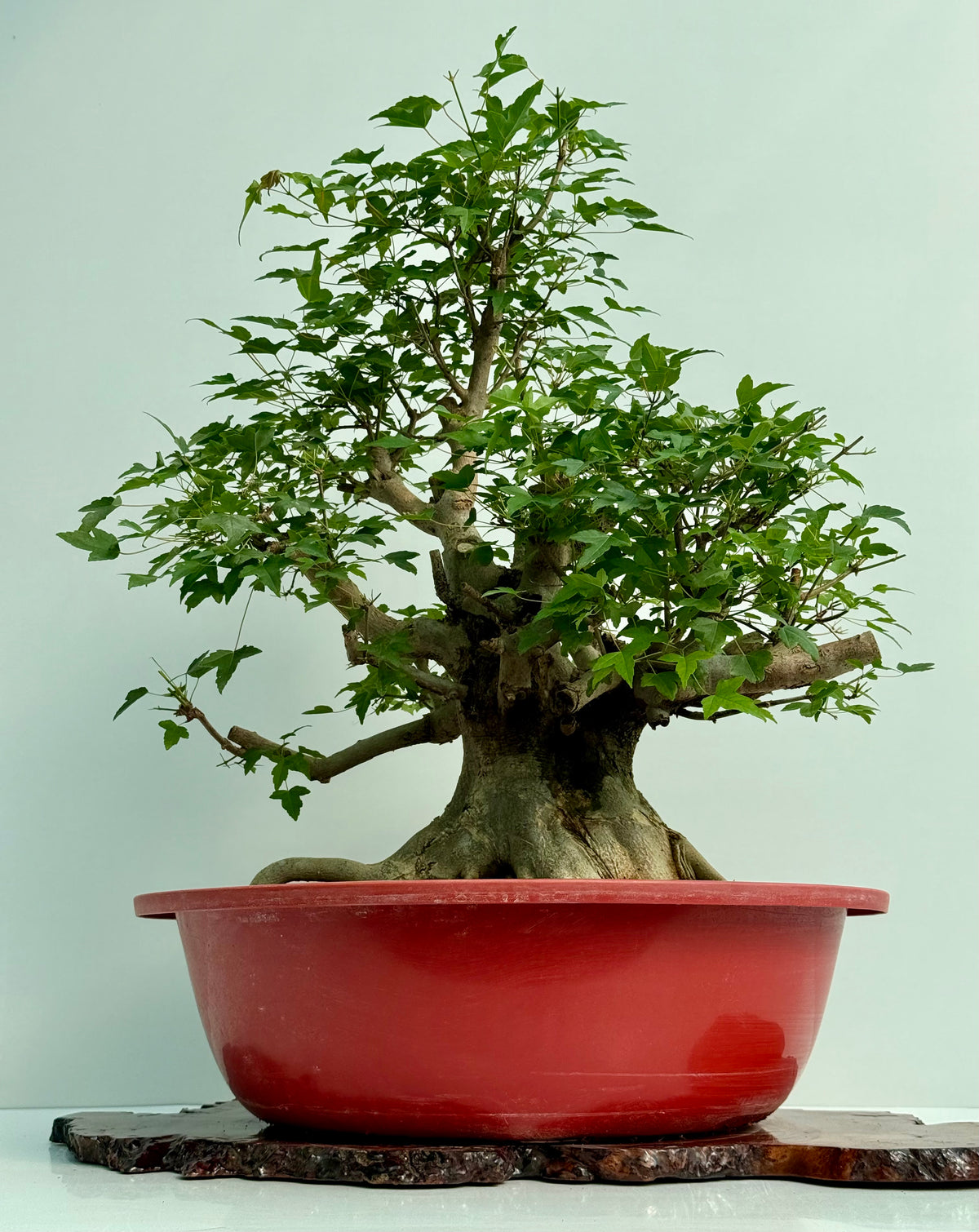 Mature Trident Maple Bonsai | Large Development Tree – 80 cm