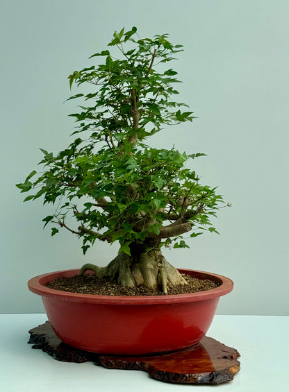 Mature Trident Maple Bonsai | Large Development Tree – 80 cm