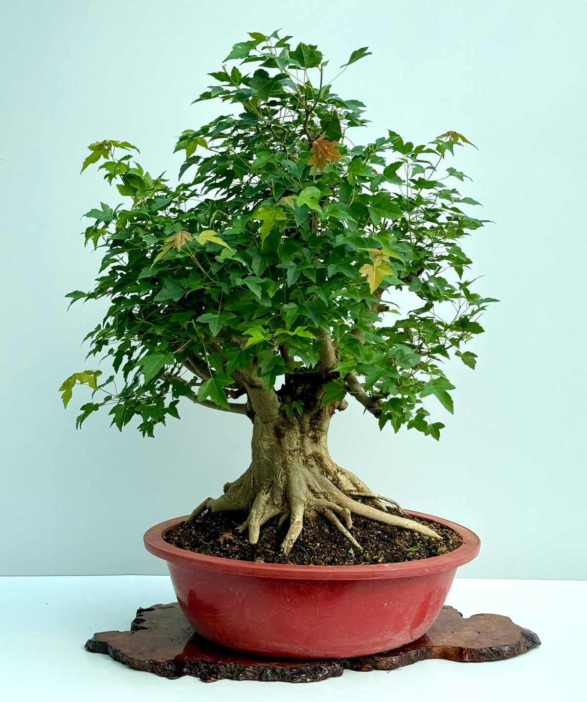Mature Trident Maple Bonsai | Large Development Tree – 85 cm