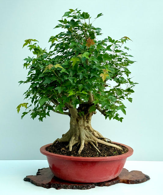 Mature Trident Maple Bonsai | Large Development Tree – 85 cm