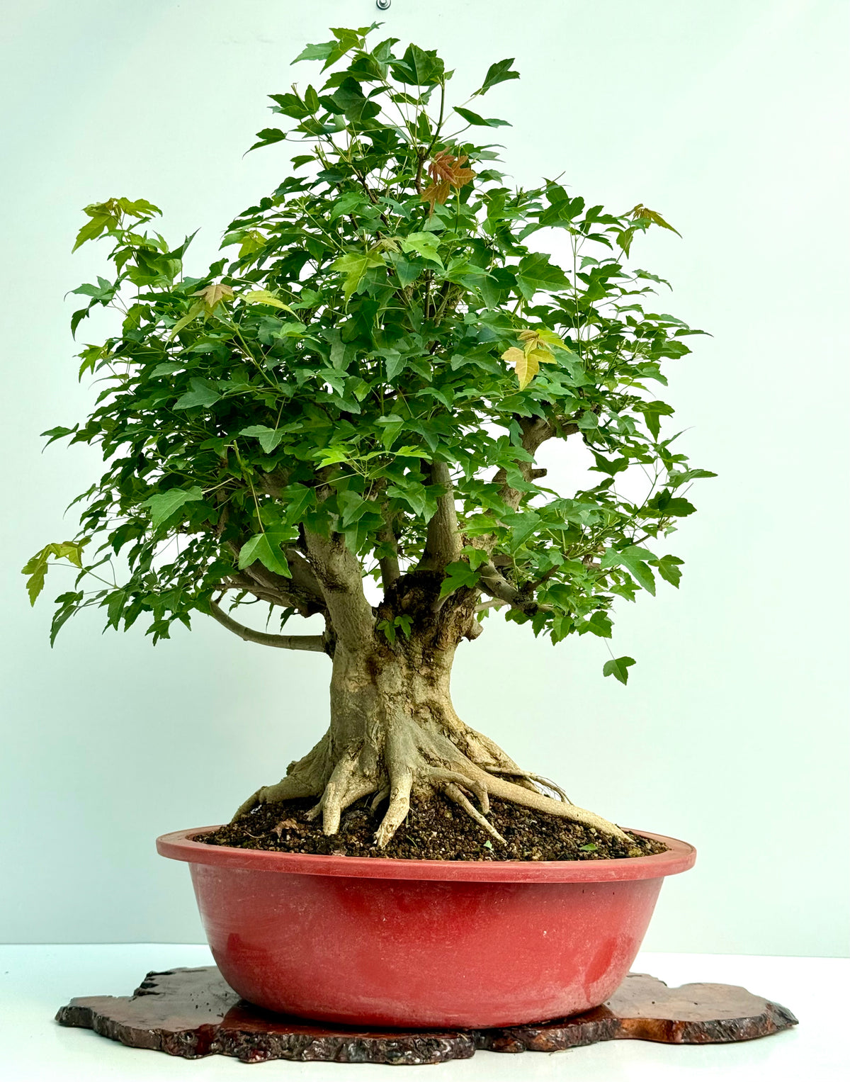 Mature Trident Maple Bonsai | Large Development Tree – 85 cm