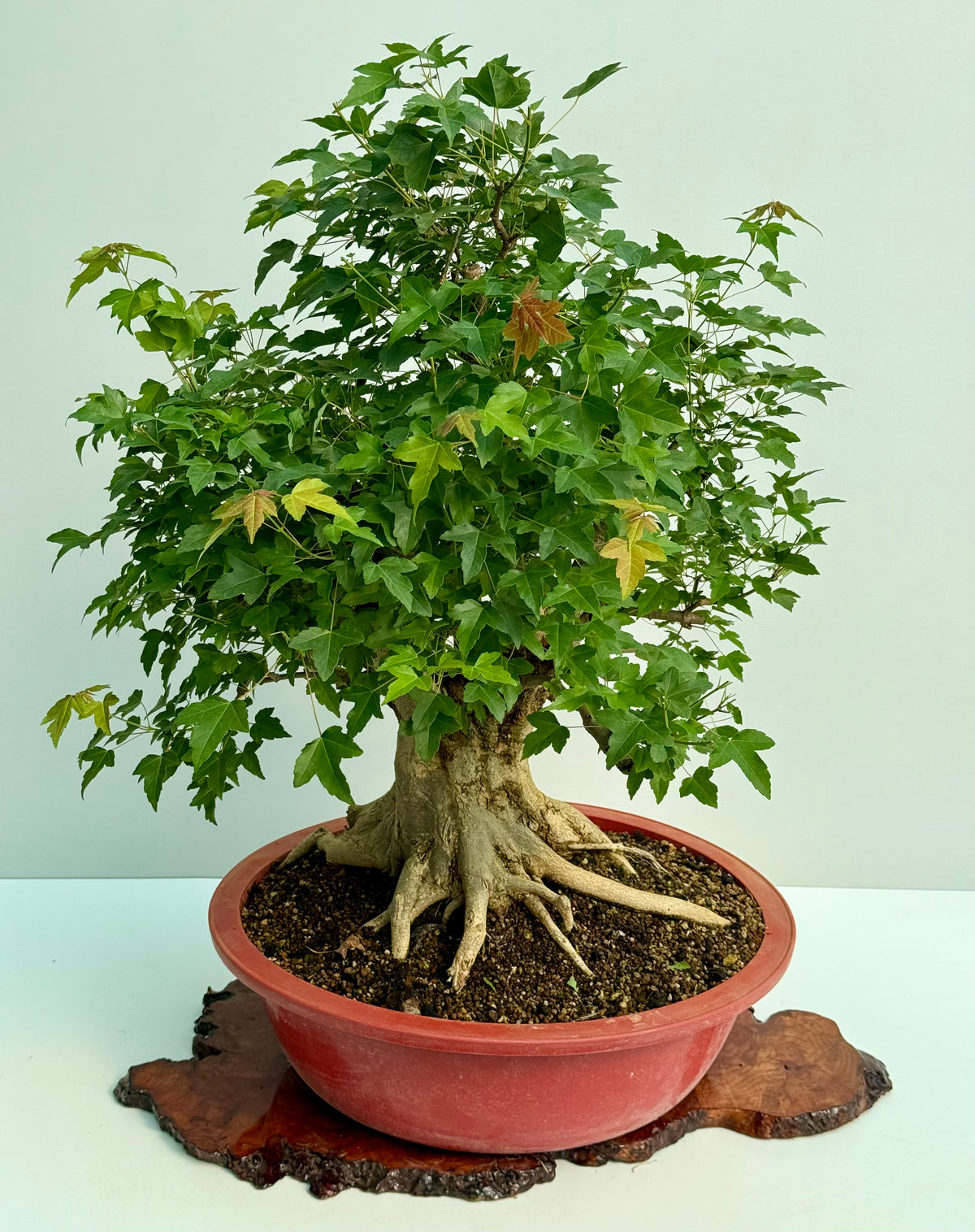 Mature Trident Maple Bonsai | Large Development Tree – 85 cm