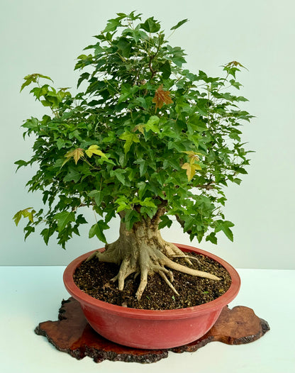 Mature Trident Maple Bonsai | Large Development Tree – 85 cm