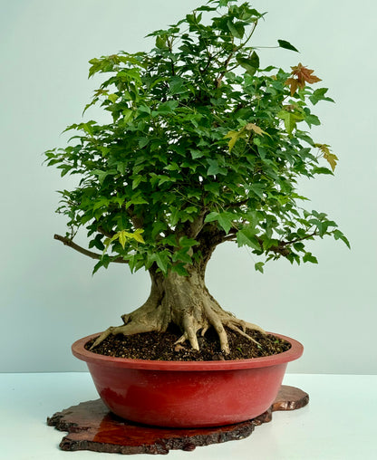 Mature Trident Maple Bonsai | Large Development Tree – 85 cm