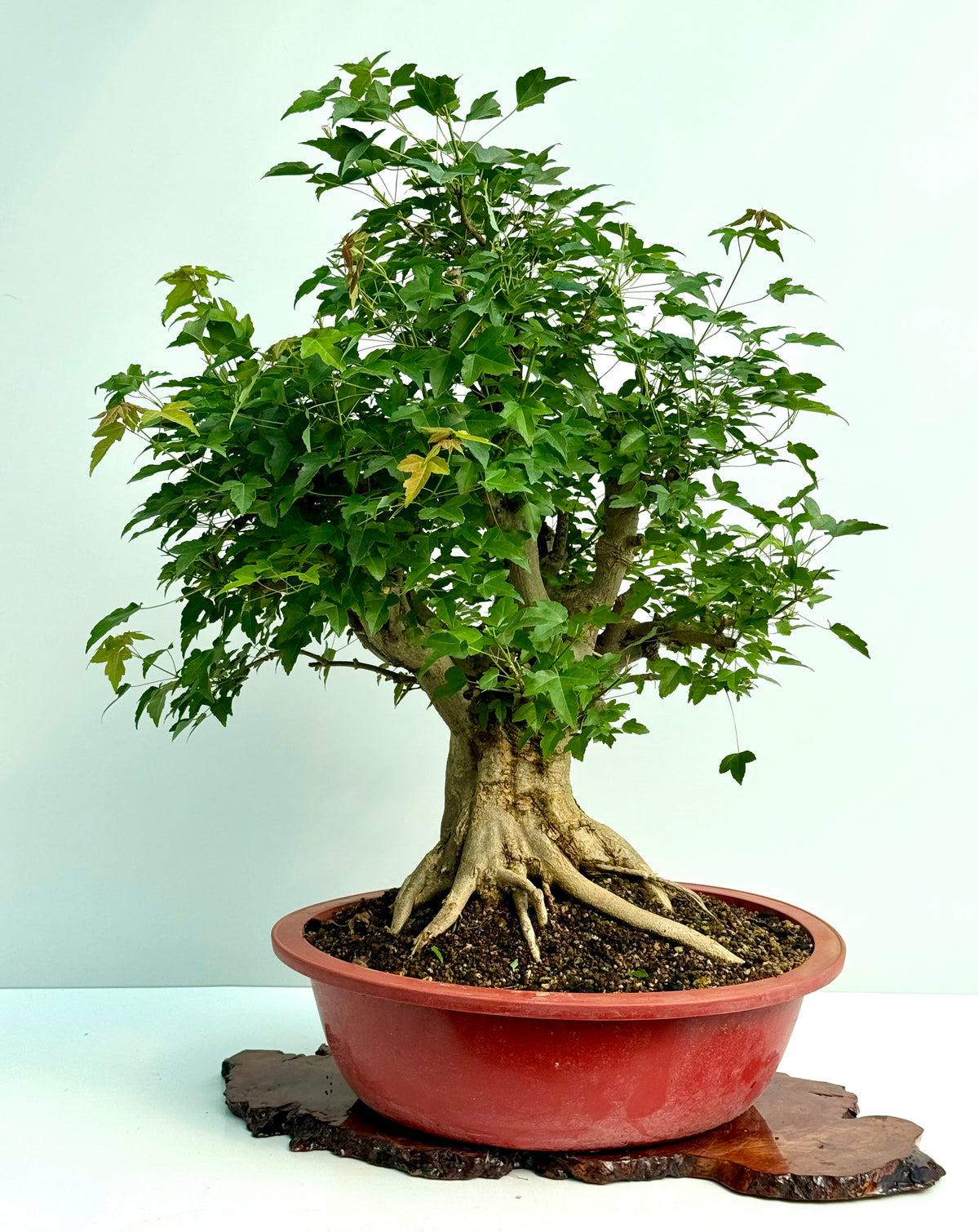Mature Trident Maple Bonsai | Large Development Tree – 85 cm