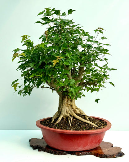 Mature Trident Maple Bonsai | Large Development Tree – 85 cm