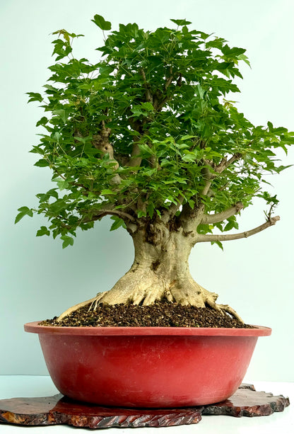 Mature Trident Maple Bonsai | Large Development Tree – 85 cm