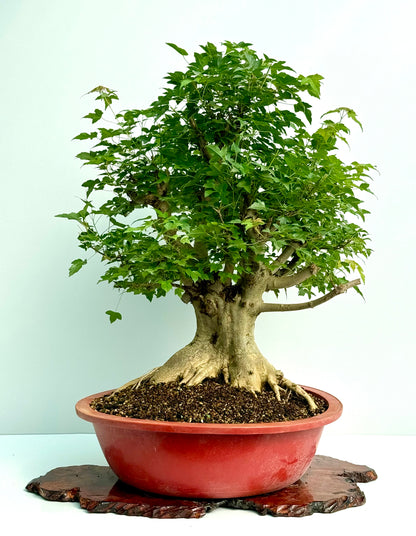 Mature Trident Maple Bonsai | Large Development Tree – 85 cm
