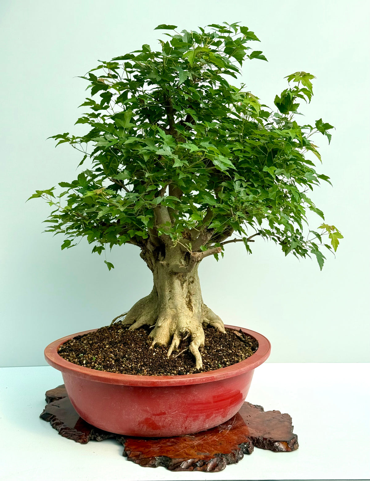 Mature Trident Maple Bonsai | Large Development Tree – 85 cm