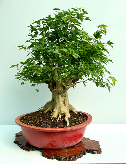 Mature Trident Maple Bonsai | Large Development Tree – 85 cm
