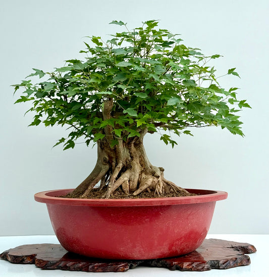 Mature Trident Maple Bonsai | Large Development Tree – 65 cm