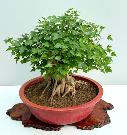 Mature Trident Maple Bonsai | Large Development Tree – 65 cm