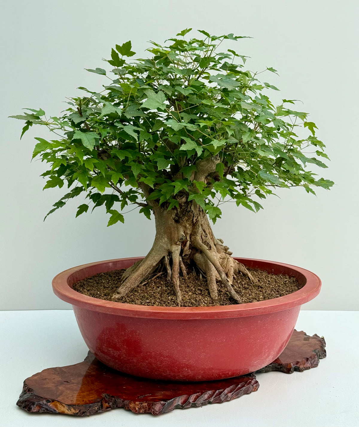 Mature Trident Maple Bonsai | Large Development Tree – 65 cm