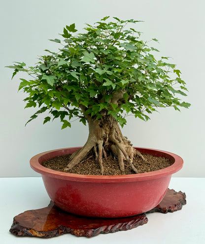 Mature Trident Maple Bonsai | Large Development Tree – 65 cm