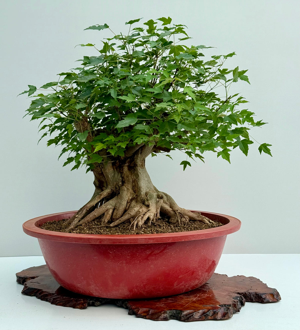 Mature Trident Maple Bonsai | Large Development Tree – 65 cm