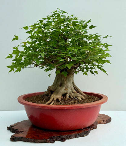 Mature Trident Maple Bonsai | Large Development Tree – 65 cm