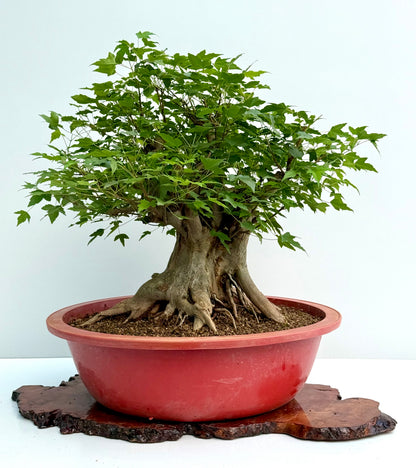 Mature Trident Maple Bonsai | Large Development Tree – 65 cm